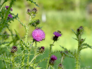bees on thistle thorn flowers in the field