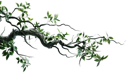 Realistic twisted jungle branch with Transparent Background