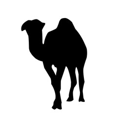 Collection of camels silhouettes set vector illustration