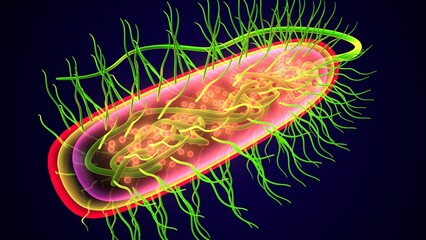 bacteria anatomy system. 3d illustration