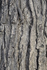 texture of wood