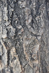 texture of wood - 790538597