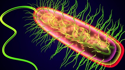bacteria anatomy system. 3d illustration