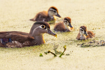 Baby wood ducks (Aix sponsa) with their mother in southwest Florida