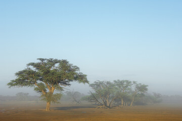 Scenic landscape with trees in mist, Kalahari desert, South Africa. - obrazy, fototapety, plakaty