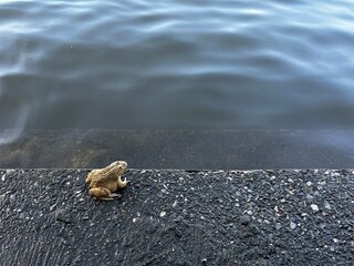 frog on the ground