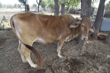 cow on the farm - 790542589