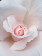 大輪で香りの良い白薔薇　スイートアフトン