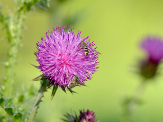 honeybees with flower of a thistle