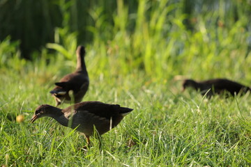 せわしなく動き回っていたバンの子供たち