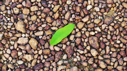 A fresh green leaf fell on the gravelly barren land