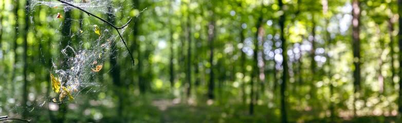 spider web on a tree branch against blurred summer forest background. panoramic view. - 790544553