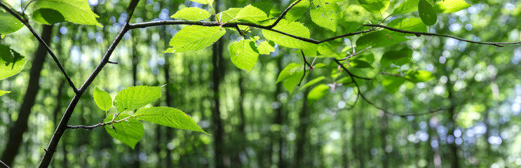 branch with fresh green beech leaves. summer natural blurred panoramic background.