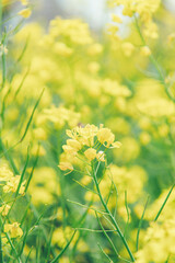 Obraz premium フィルム風のさくら