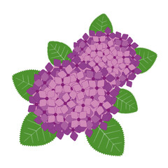 紫のアジサイの花のイラスト