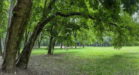 Naklejka premium big old trees in city public park. green summer landscape. panorama.