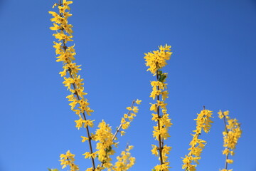 青空に映えるレンギョウ