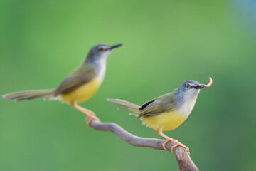 yellow-bellied prinia foraging together in find morning, beautiful birds in nature