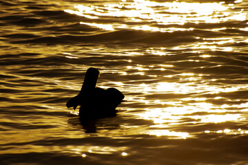 Pelican on the Atlantic at sunrise near a beach in Punta Cana in the Dominican Republic