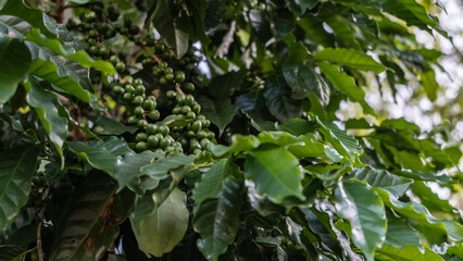 Coffee is maturing on a tree. Clusters of rounded fruits among green leaves. Close-up. Madagascar