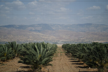 Agriculture in the Judea and Samaria Area (West Bank), a disputed territory of Israel. Date palms...