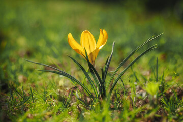 Spring, Saffron, crocus - a genus of plants from the Iridaceae family. It includes about 250 species.