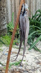 Frisch gefangener Fisch - Oktopus - auf Sansibar in Tansania - Tintenfisch vom indischen Ozean - 790547921