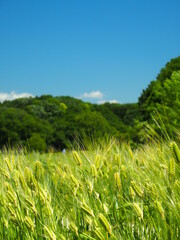 初夏の里山の麦畑風景