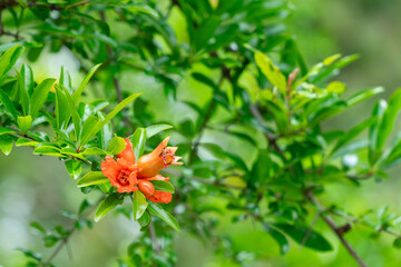 赤いザクロの花
