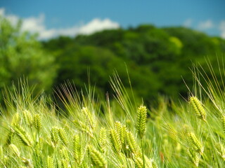 初夏の里山の麦畑風景