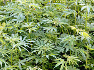 Cannabis, marijuana HD stock photo