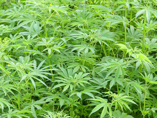 Cannabis, marijuana, dope, pot, grass, weed, head, mary jane, doobie, bud, ganja, hashish, hash, bhang background