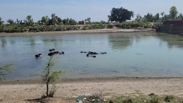 A view of the steel railway bridge over the Indus River TP Link Canal Muzaffargarh in Pakistan. Black buffaloes are bathing in the water along the bridge. Beautiful 4K Footage.