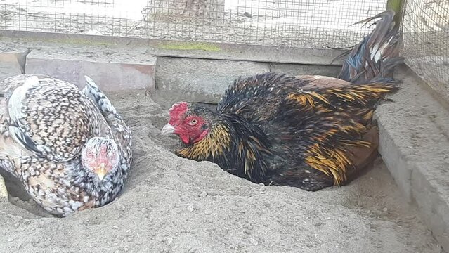 Aseel Rooster and hens bathe in sand. The rooster is dusting himself with his wings. And he is bathing in the ground to clean his feathers. The natural process of roosters sand bathing. 4K Footage.