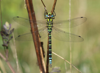 Blaugrüne Mosaikjungfer - Southern Hawker © Studio M. Brix