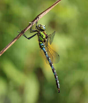 Blaugr&uuml;ne Mosaikjungfer - Southern Hawker