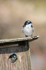 Tree swallows at a birdhouse during a spring season at the Pitt River Dike Scenic Point in Pitt Meadows, British Columbia, Canada