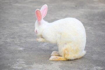 white rabbit in the garden