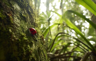Ladybug in Lush Forest