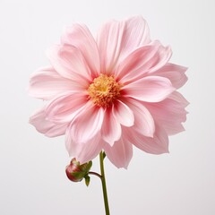 Delicate Pink Dahlia Bloom