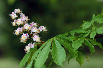 Blooming horse chestnut tree