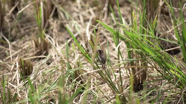 slow motion view of finches flying from rice branches