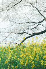桜と菜の花　フィルム写真