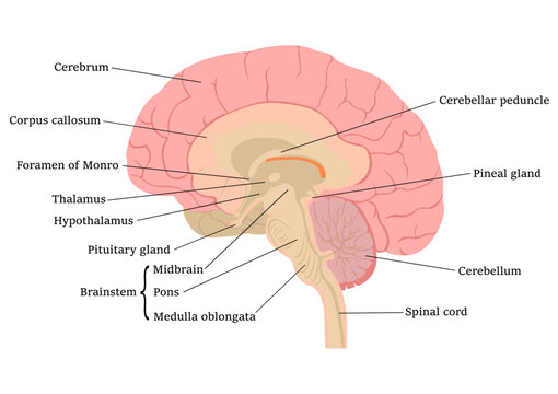 人間の脳の各部英語名称