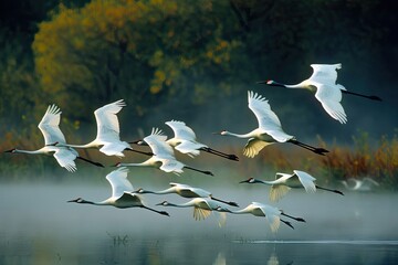 A serene scene of elegant white cranes flying in formation above tranquil wetlands shrouded