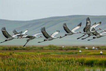 Fototapeta premium A serene scene of elegant white cranes flying in formation above tranquil wetlands shrouded