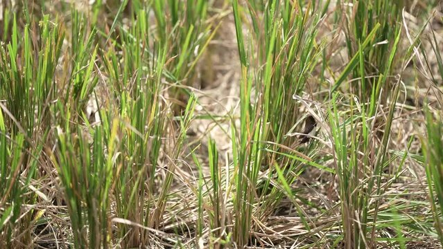 slow motion of a perched finch flying perched on a rice tree