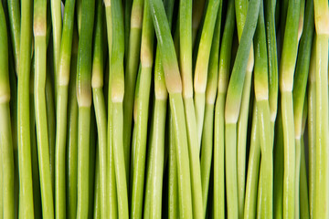 close up of fresh garlic bolt background