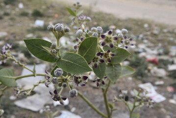 Milkweed Tree Aak Plant