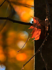 Autumn landscape. Lonely maple leaf illuminated by the sun. Vertical view.
